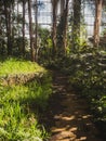 Empty path inside the Balinese Garden in Hellersdorf Royalty Free Stock Photo