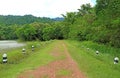 Empty Path Leading into the Lush Forest