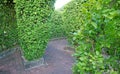 Empty Path in a Maze Garden for the Concept of Confusion Royalty Free Stock Photo