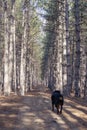 An empty path in a pine forest. A black Rottweiler dog runs into Royalty Free Stock Photo