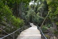 Empty path in the rainforest of Jamison Valley Blue Mountains Ne Royalty Free Stock Photo