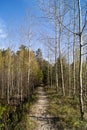 An empty path in a spring forest Royalty Free Stock Photo