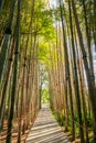 Empty path through a sunny bamboo alley