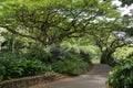 Empty path in Waimea Valley Botanical Garden Royalty Free Stock Photo