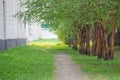 Empty pathway along old green trees in a city alley