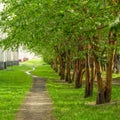 Empty pathway along old green trees, saplings in a city park Royalty Free Stock Photo