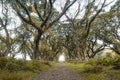empty pathway between tree at de djawatan forest Banyuwangi, East Java, Indonesia Royalty Free Stock Photo