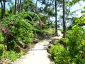Empty patway to the tropical forest during hot day, blue sky and green lush vegetation. Winding road to the sea,