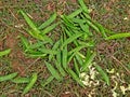 Empty pea pod husks on field ground with grass close up, bio degradable waste