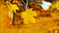 Empty Peaceful Park, Close up of yellow maple leaves