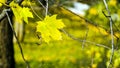 Empty Peaceful Park, Close up of yellow maple leaves