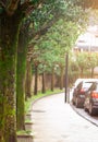 Empty pedestrian sidewalk. Old trees with moss and lichen beside pavement and the street. Cars parked on roadside parking. Old Royalty Free Stock Photo