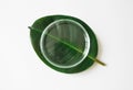 Empty petri dish on tropical leaf on white background, top view. Concept laboratory tests and research natural extract
