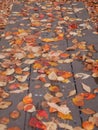 Empty Picnic table covered in leaves Royalty Free Stock Photo