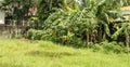 An empty piece of urban land turned into a small-scale farming undertaking