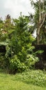 An empty piece of urban land turned into a small-scale farming undertaking