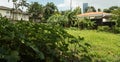 An empty piece of urban land turned into a small-scale farming undertaking