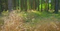 Empty pine green forest floor in the afternoon. Coniferous trees, wind sways dry grass, fresh air, close-up. Forest Royalty Free Stock Photo