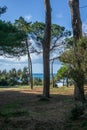 The empty pine trees forest in Tuscany near the Baratti gulf - 5 Royalty Free Stock Photo