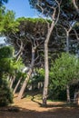 The empty pine trees forest in Tuscany near the Baratti gulf - 2 Royalty Free Stock Photo