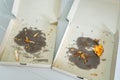 Empty pizza box with pizza stains After Brunch time. Royalty Free Stock Photo