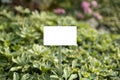 Empty plant label in herbs pot. Fresh eco nature plant growing in the herb garden. Empty mockup template Blackboard Royalty Free Stock Photo