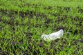 Empty plastic bottle on the field. Pollution of nature with plastic. Royalty Free Stock Photo