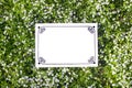 Empty plate with a frame of black patterns on a cover of herbs and flowers of violets