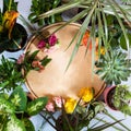 Empty plate with plants, flowers