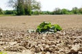 Empty agrarian field with a single forgotten lettuce. Royalty Free Stock Photo