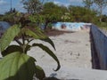 Empty pool with plant photo