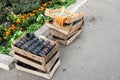 Empty pots for seedlings in a wooden box near a flower bed Royalty Free Stock Photo