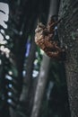 Empty pupa of cicada stick on a log of a tree