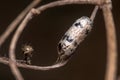 Empty pupa of Hyposoter sp parasitoid wasp hanging from a twig.