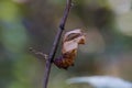 Empty pupa of Southern Birdwing butterfly