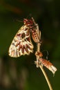 Empty pupa and Southern festoon Zerynthia polyxena butterfly aft