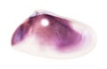 empty purple conch of clam perforated for beads