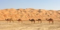 Empty Quarter Camels Royalty Free Stock Photo