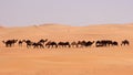 Empty Quarter Camels