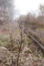 Empty railroad in foggy morning Royalty Free Stock Photo