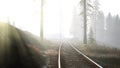 empty railway goes through foggy forest in morning Royalty Free Stock Photo