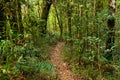 Empty rainforest trail track in south america Brazil