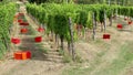 Empty red plastic crates under the vineyards waiting for the grape harvesters to come.