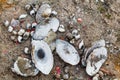 Empty river shells on the sand in the summer