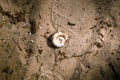Empty river snail shell on dirty sand