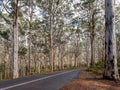 Empty road through Boranup Forest, Western Australia Royalty Free Stock Photo