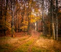 Empty road in colorful autumn forest Royalty Free Stock Photo