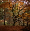 Empty road in colorful autumn forest Royalty Free Stock Photo