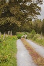 Empty road in countryside. Curve path to the forest. Camino de Santiago background. Way along the fence. Scenic summer landscape.