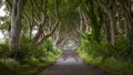 Empty road in Dark Hedges on rainy day